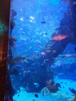 The Aquarium at Silverton Casino by null