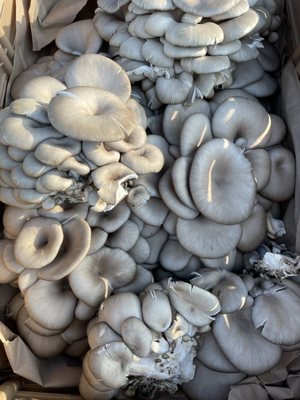 Davidson Farmer's Market by null