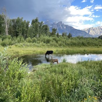 Jackson Hole Wildlife Safaris - Moose & her calf - Tours Near Me - Jackson, Wyoming