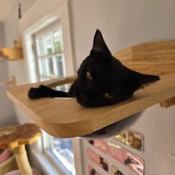 The Toebean Cat Cafe - A cat in his bed.