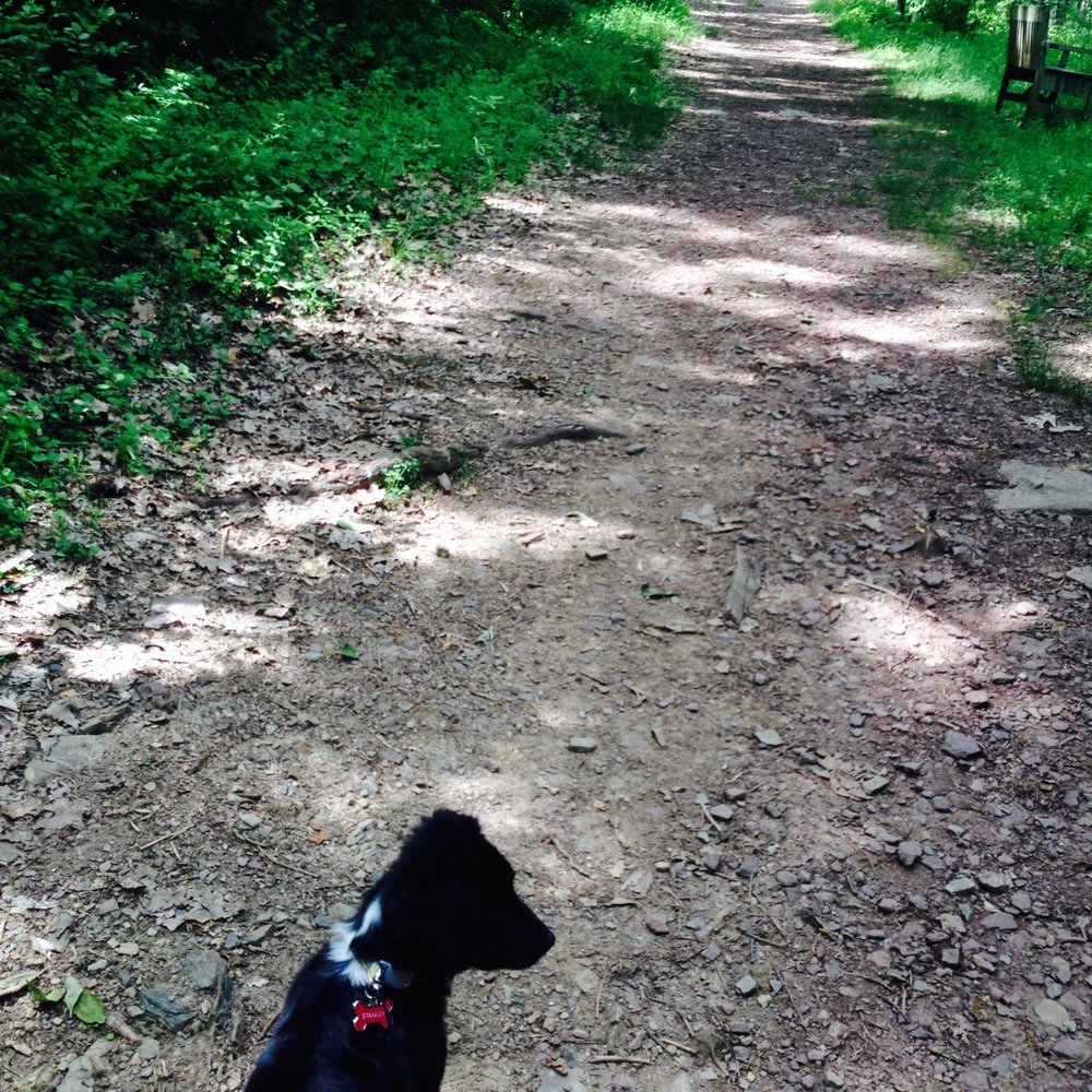 My puppy gives this place five stars for dog walking. I give it five of my own for running and light hiking. My puppy gives this place five stars for dog walking. I give it five of my own for running and light hiking.