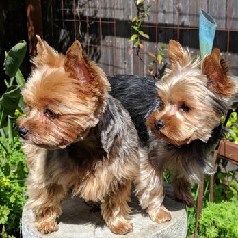 The Clip Shop - Two very happy puppies! - Pet Groomers Near Me - Sacramento, California The Clip Shop - Two very happy puppies! - Pet Groomers Near Me - Sacramento, California