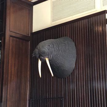 Old Ebbitt Grill - I guess they killed a walrus - Bars Near Me - Washington, DC, District of Columbia