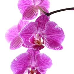 Electrolysis & Skin Care Clinic