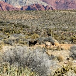 First Creek Trail - Wild donkeys.