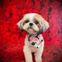Photo of Brush Bath & Beyond Pet Resort & Spa