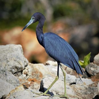 Aqua Adventure Tours - Little blue heron on wildlife spotting trip. - Boat Tours Near Me Aqua Adventure Tours - Little blue heron on wildlife spotting trip. - Boat Tours Near Me