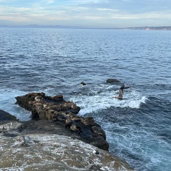 Children's Pool - sea lions on rocks - Beaches Near Me - La Jolla, California Children's Pool - sea lions on rocks - Beaches Near Me - La Jolla, California