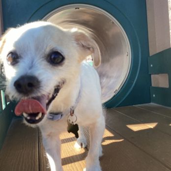 Tails Pet Resort - Pet Boarding Near Me - Las Vegas, Nevada