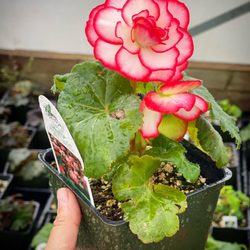 Proven Winner nonstop Begonia