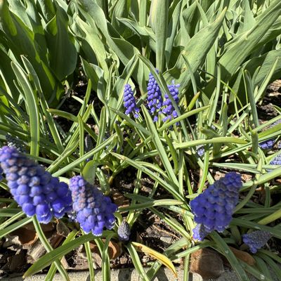 Conservatory Garden by null