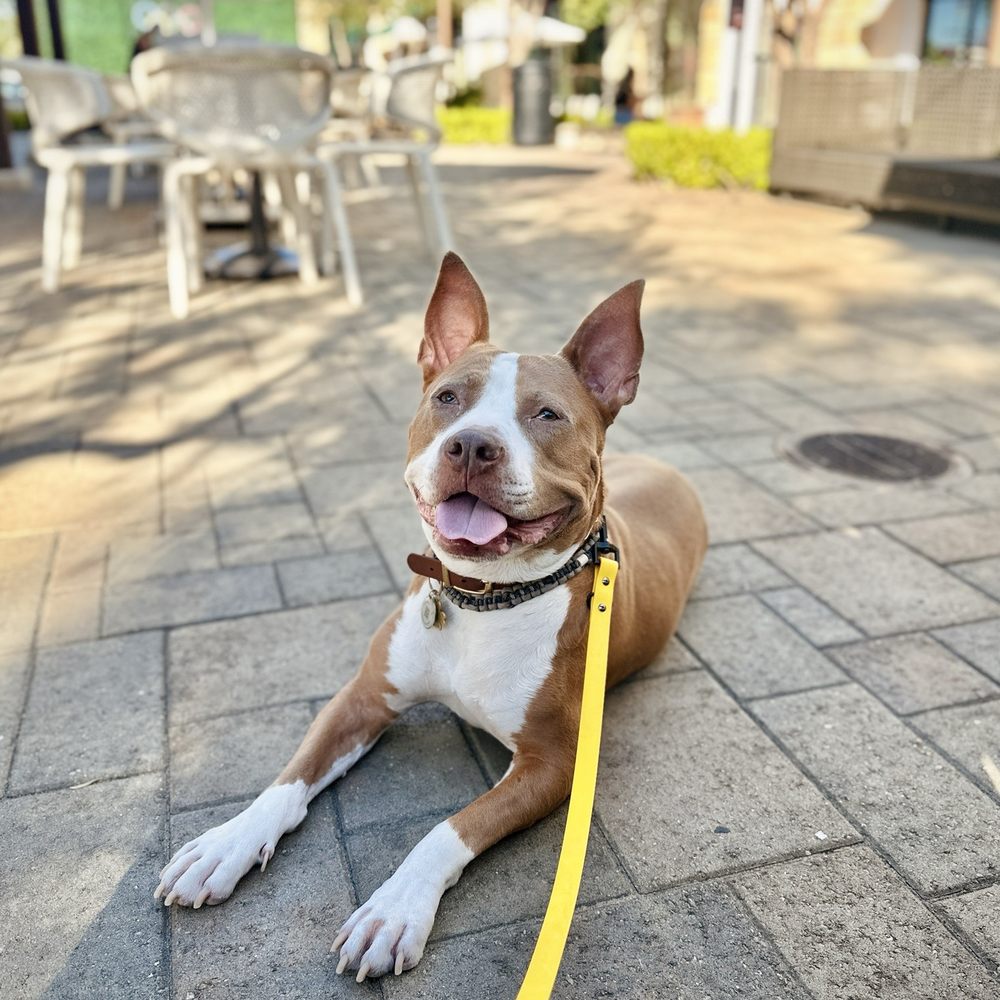 TOP 10 BEST Pet Adoption near Martinez, CA - Updated 2026 - Yelp