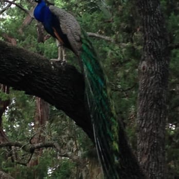 Mayfield Park - Peacock taking cover from the rain in a tree - Parks Near Me - Austin, Texas Mayfield Park - Peacock taking cover from the rain in a tree - Parks Near Me - Austin, Texas