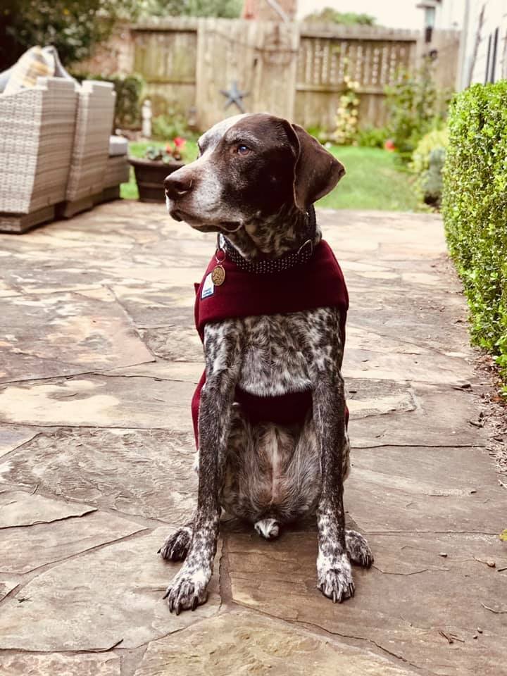 houston bark park maxie