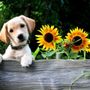 Photo of Sunflower Veterinary Service
