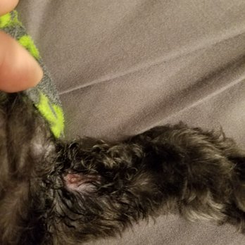 Professional Groom Room - Disappointed - Pet Groomers Near Me
