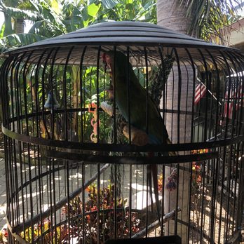 Sanibel Surf Shop - Parrots outside - Toy Stores Near Me - Sanibel, Florida Sanibel Surf Shop - Parrots outside - Toy Stores Near Me - Sanibel, Florida