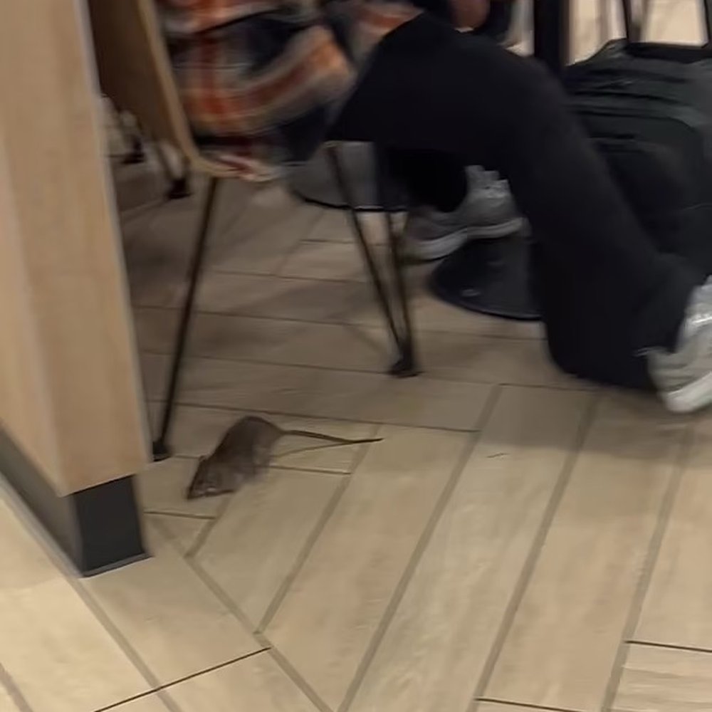 Rat Rat