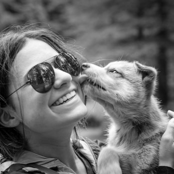1. Seavey's WildRide Sled Dog Rodeo