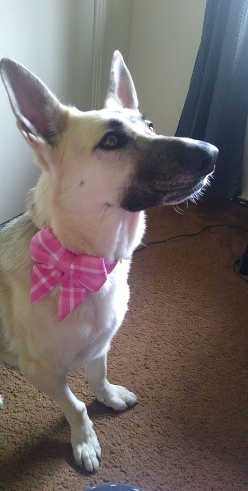 EUREKA HAPPY DOG Updated September 2024 3346 Jacobs Ave, Eureka