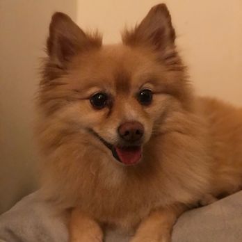 ProspectBArk! - Ollie at his house sit with all smiles. - Dog Walkers Near Me - Brooklyn, New York ProspectBArk! - Ollie at his house sit with all smiles. - Dog Walkers Near Me - Brooklyn, New York