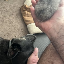I adopted a great dog and got a huge ball of fur for free! Winning! I adopted a great dog and got a huge ball of fur for free! Winning!