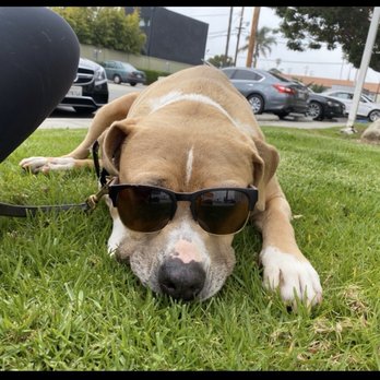Paws in LA - Dog Walkers Near Me Paws in LA - Dog Walkers Near Me