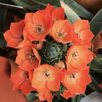 Hicks Nurseries - Nurseries & Gardening Near Me - Westbury, New York