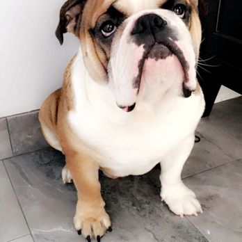 Mr. Bulldog - Happy With Our Bentley bought at Mr. Bulldog - Pet Groomers Near Me - Pico Rivera, California Mr. Bulldog - Happy With Our Bentley bought at Mr. Bulldog - Pet Groomers Near Me - Pico Rivera, California