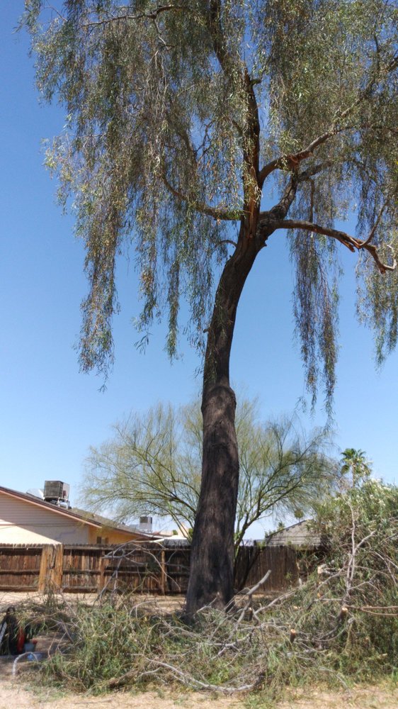 THE TREE BOSSES 15 Photos Mesa, Arizona Tree Services Phone
