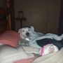 Photo of Amelia Pointe Animal Hospital & Daycare