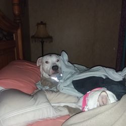 Amelia Pointe Animal Hospital & Daycare - My girls hogging my bed.