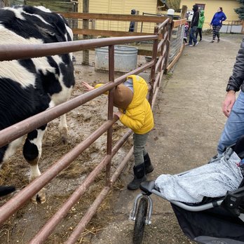 Plumper Farms - Visiting a very friendly cow - Pumpkin Patches Near Me - Portland, Oregon