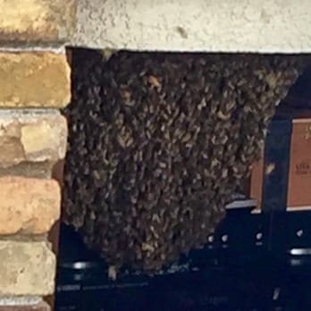 Anthony's Bee Removal Co. - Pest Control Near Me - San Diego, California