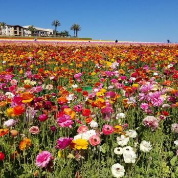 The Flower Fields - Vibrant colors! - Venues & Event Spaces Near Me - Carlsbad, California The Flower Fields - Vibrant colors! - Venues & Event Spaces Near Me - Carlsbad, California