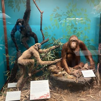 Field Museum - Gibbons - Museums Near Me - Chicago, Illinois