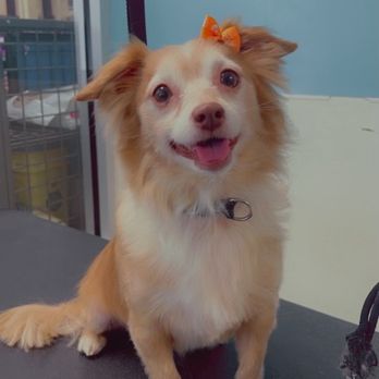 Petco - Princess lemon nice and beautiful and cleaned up  looking like sunshine - Pet Training Near Me - Buford, Georgia