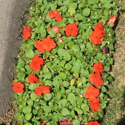 Suffolk Nursery