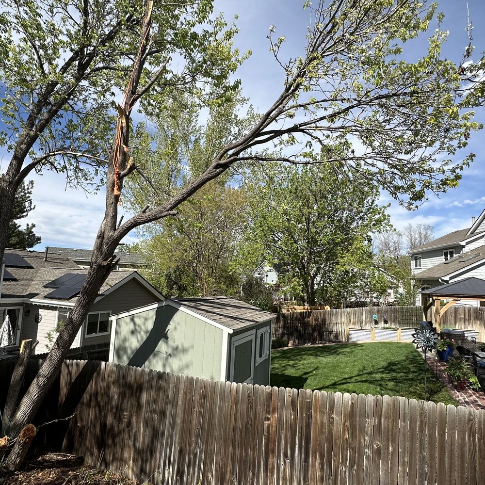 New Dawn Landscaping and construction - Best tree removal in Thornton Colorado FIVE STARS - Snow Removal Near Me