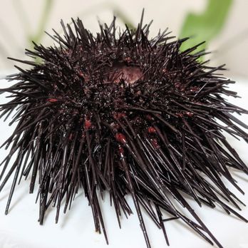 Dry Dock Fish Co - Live sea urchin, absolutely terrifying but so worth it for the treasure inside - Seafood Markets Near Me - Fullerton, California Dry Dock Fish Co - Live sea urchin, absolutely terrifying but so worth it for the treasure inside - Seafood Markets Near Me - Fullerton, California