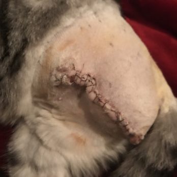 East Hill Veterinary Clinic - Dukes leg amputation, great job by Dr.Channa - Veterinarians Near Me - Willits, California East Hill Veterinary Clinic - Dukes leg amputation, great job by Dr.Channa - Veterinarians Near Me - Willits, California