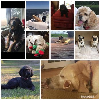 Getaway Friends Pet Care - Pet Sitting Near Me - Savannah, Georgia Getaway Friends Pet Care - Pet Sitting Near Me - Savannah, Georgia