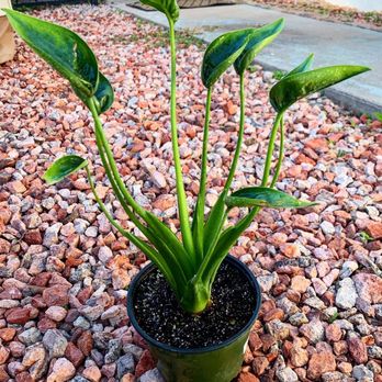 Pueblo - Alocasia "tiny dancer" - Nurseries & Gardening Near Me - Phoenix, Arizona