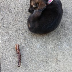 Olney Animal Clinic - My puppy."Dandy"