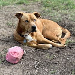 The Crate Escape - Eva lounging in the yard after a hard day of play at daycare!