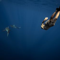 Ocean Addict Shark Excursions