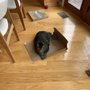 Photo of Veterinary Emergency Services