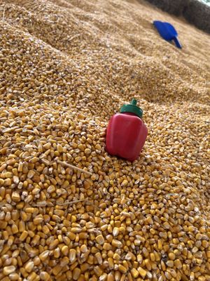 Apple Jack Orchards by null