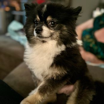 Bark Busters Home Dog Training Phoenix-Goodyear - Pet Training Near Me Bark Busters Home Dog Training Phoenix-Goodyear - Pet Training Near Me