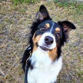 Complete K9 Training - Quigley - Pet Training Near Me Complete K9 Training - Quigley - Pet Training Near Me